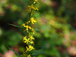 キンミズヒキの花のアップ