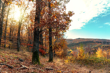 Edge of Autumn forest with sunight in Kőszeg mountain Hungary with hills