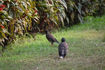 Birds in the park