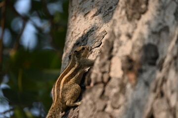 squirrel on the tree 
