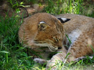 Fototapeta premium Close up of a sleeping bobcat in a grassy patch