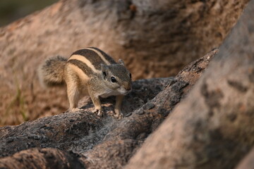 squirrel in the forest