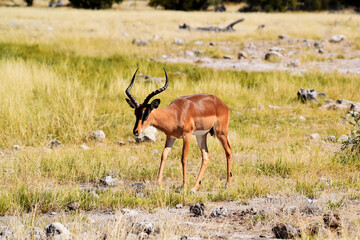 Antilope-Etosha Nationalpark-Namibia-Afrika