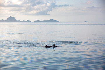 Obraz premium Two dolphins in a calm sea with islands and hills in the background in Komodo National Park, Indonesia 