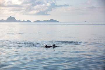 Two dolphins in a calm sea with islands and hills in the background in Komodo National Park, Indonesia 