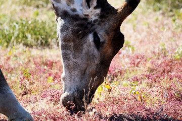 Giraffe im Nationalpark von Etosha-Namibia
