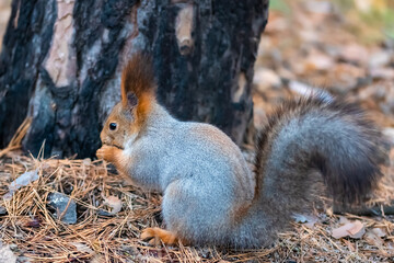 Naklejka na ściany i meble A squirrel eats nuts in the forest in late autumn