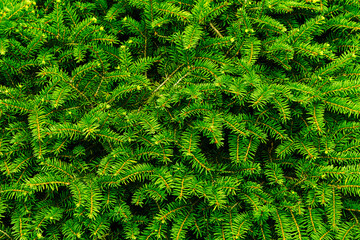 background of fir branches bright green