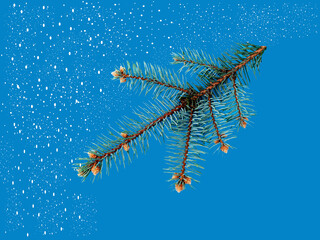 A pinecone branch in winter setting. Blue and color pop 