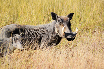 Warzenschwein - Familie
