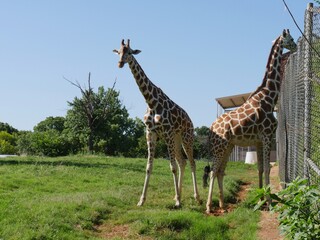 Two girrafes standing in a grassy patch close to a cyclone wire fence