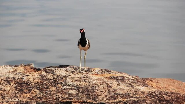 Red-wattled lapwing (Vanellus indicus, Lobivanellus indicus) on the rocky shore of the Indian ocean, Sri Lanka. Adult female bird in breeding plumage
