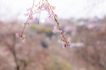 淡い桜