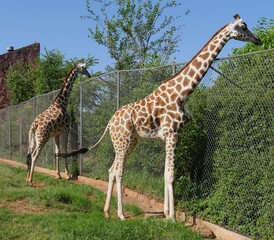 Wide shot of two girrafes eating leaves from the other side of a cyclone wire fence