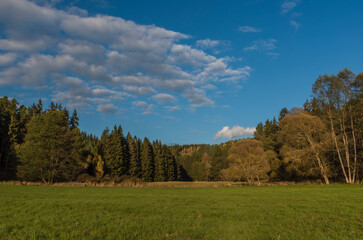Obraz premium Color sunny forest with pine and spruce tree in sunset evening near Utery town