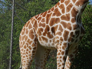 Close up of the body of a giraffe leaning against a cyclone wire fence