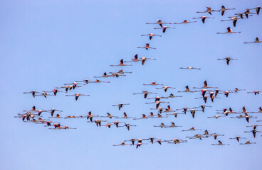 Flamencos