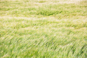 Green wheat field moved by blowing wind at Texel, The Netherlands