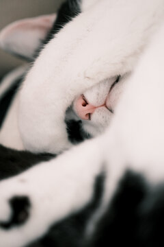 前足で顔を隠しながら寝る猫