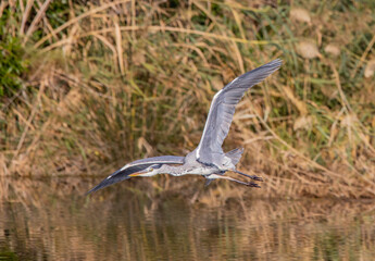 Garza blanca sobre lago