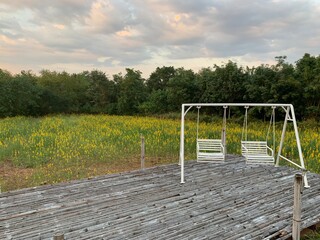 White swinging on wooden bridge surrounding by  Yellow Flower garden