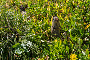Columbian Ground Squirrel