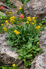 Wildflowers and Rocks