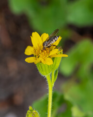 Large Fly on Yellow Flower