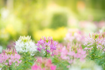 Nature of flower in garden using as cover page background natural flora wallpaper or template...