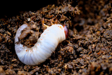 大きく成長したカブトムシの幼虫