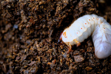 横を向いたカブト虫の幼虫