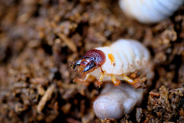 カブト虫の幼虫の大きなアゴ