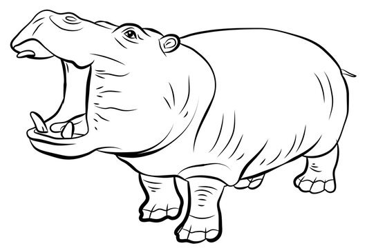 Animals. Black and white image of a large African hippopotamus, coloring book for children.