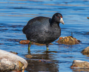 american  coot in the water