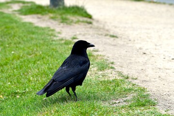 Crow walking on the park