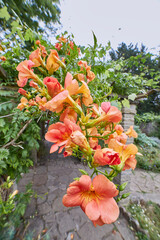 flower photography in high quality