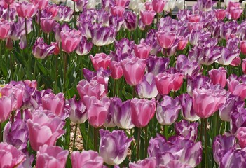 Beautiful blooming pink and purple tulips flowers in a garden