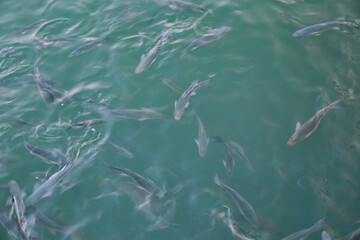photography of fish in the sea eating
