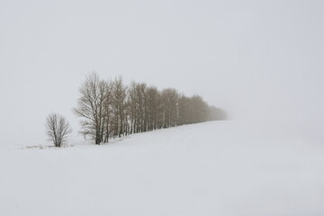 branches in the snow