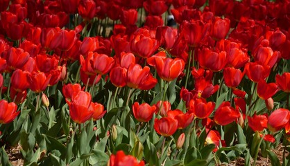 Obraz premium Field of beautiful red blooming tulips