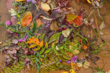 Autumn leaves, wildflowers float on water on lake. Bright autumn background