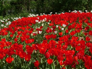 Garden filled with blooming red and white tulip flowers