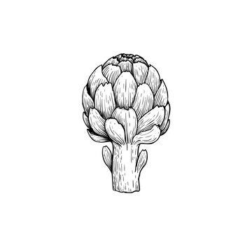 Artichoke sketch style. Hand drawn illustration of eco farm fresh product. Detailed drawing. Herbs vintage style illustration. Vector isolated on white background.