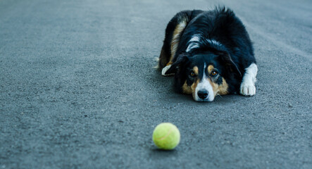 
border collie dog landing for photo