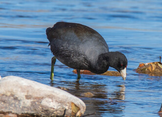 american coot in the water