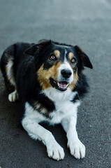 
border collie dog landing for photo