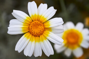 photography of some daisies
