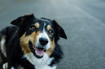 
border collie dog landing for photo
