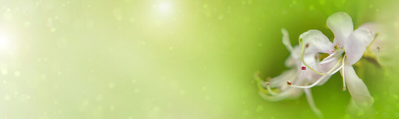 White rhododendron blooms against the background of green grass
