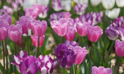 Obraz premium Beautiful pink and purple tulips in a garden